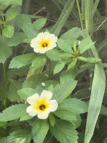 Cuban Buttercup