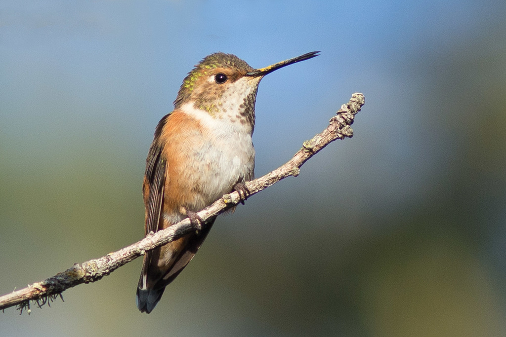 Allen's Hummingbird (Birds of San Mateo County) · iNaturalist