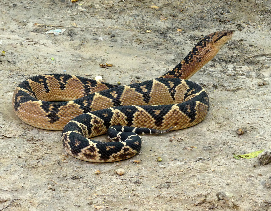 South American Bushmaster in February 2017 by Isabel. Boca Pariamanu ...