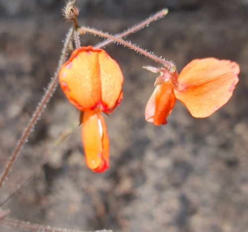 Orange Tick-trefoil