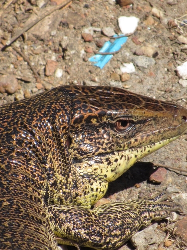 Four-lined Tegu