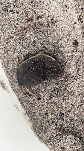 North American Least Shrew observed by lili_pacenti