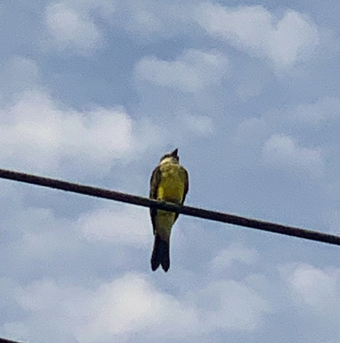 Tropical Kingbird
