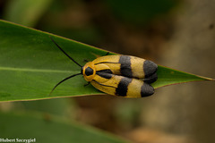 Image of Eunyctibora nigrocincta