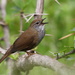 Spotted Bush Warbler - Photo (c) Carlos N. G. Bocos, all rights reserved, uploaded by Carlos N. G. Bocos