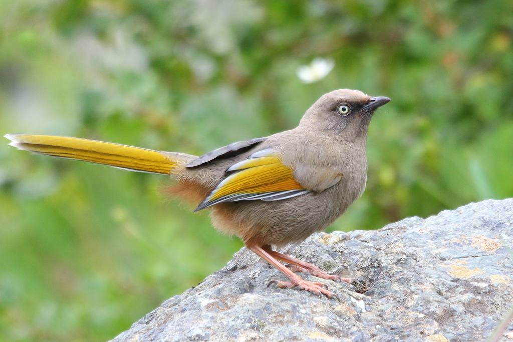 Elliot's Laughingthrush photo