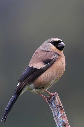 Gray-headed Bullfinch