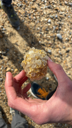 Buccinum undatum