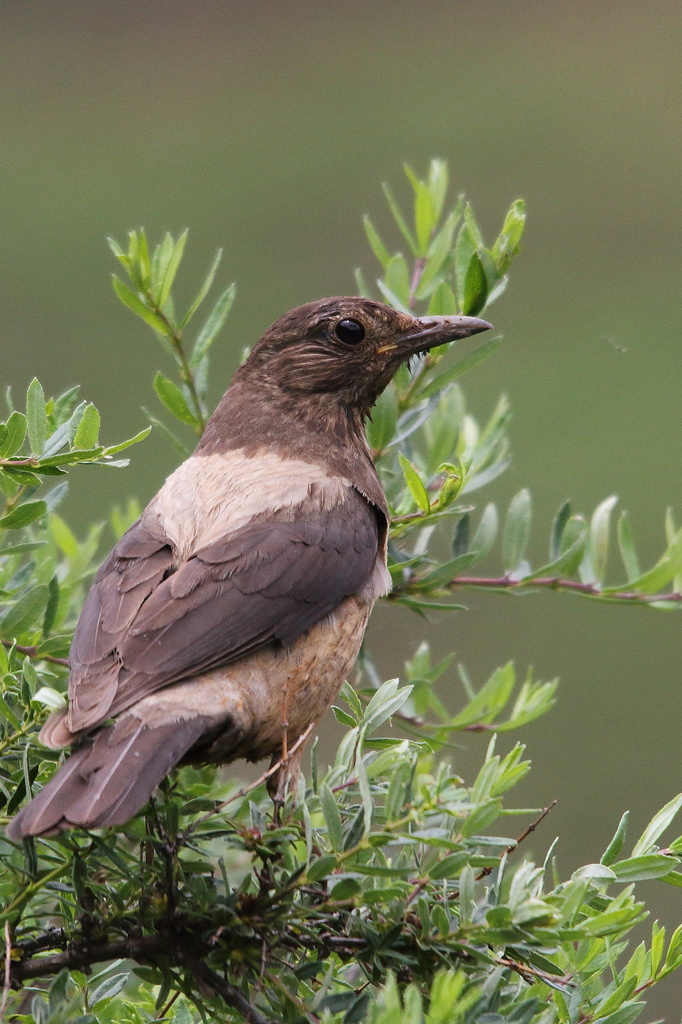 White-backed Thrush (Turdus kessleri) photo