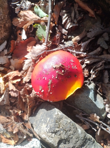Fly Agaric