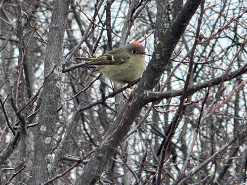 Ruby-crowned Kinglet