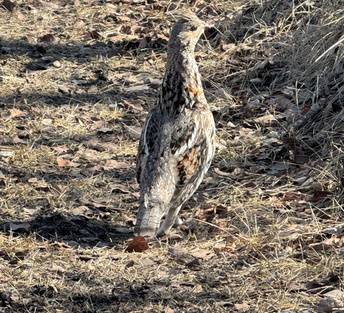 Ruffed Grouse
