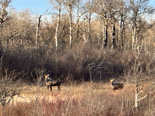 Moose