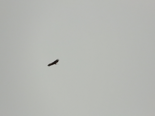 Golden Eagle