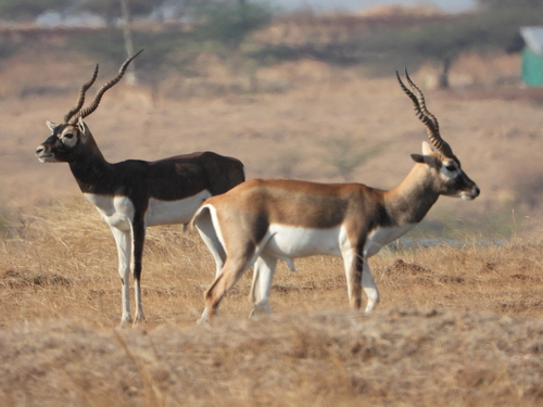 Blackbuck