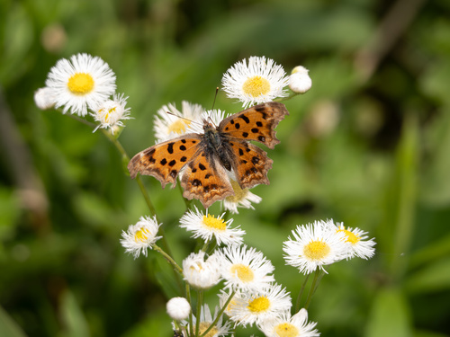 Asian Comma