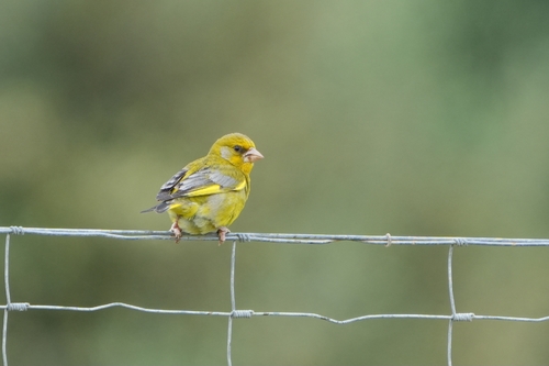 Avistamiento Chloris chloris
