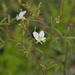 Polanisia tenuifolia - Photo 由 Jason Sharp 所上傳的 (c) Jason Sharp，保留所有權利