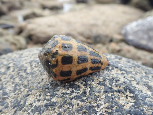 Black-and-white Cone Snail