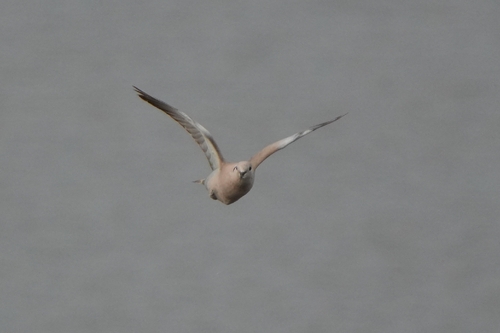 Avistamiento Streptopelia decaocto