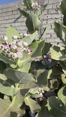 giant milkweed
