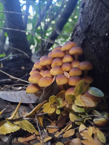 Hypholoma