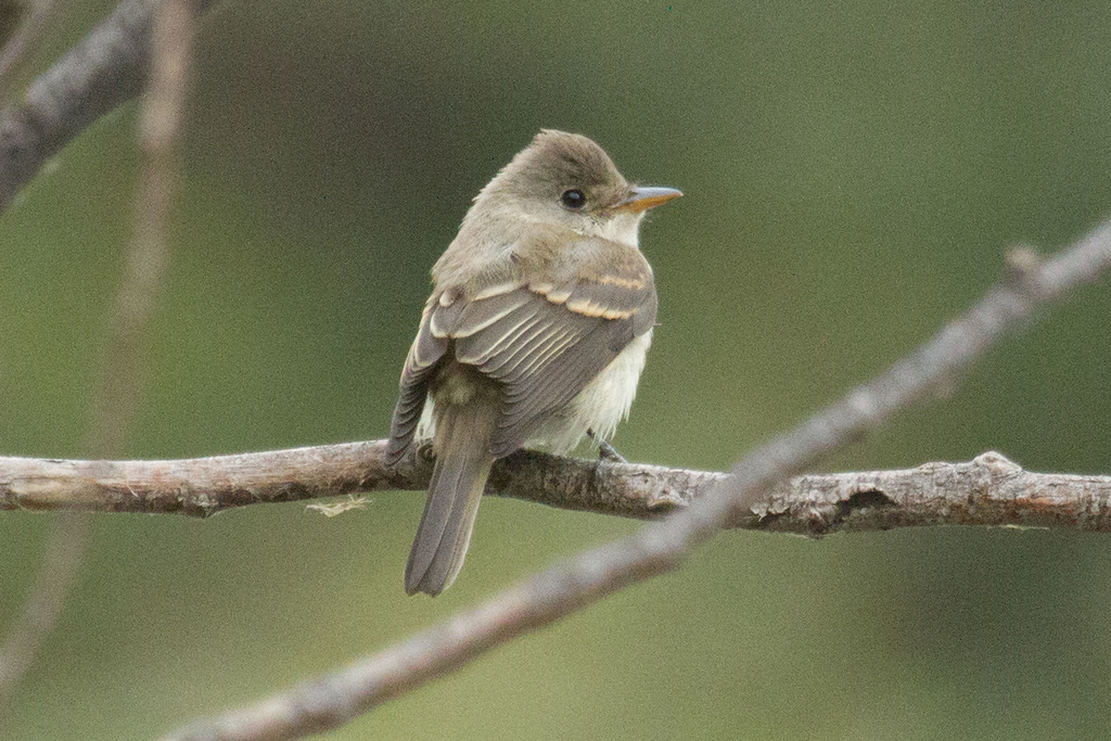 Willow Flycatcher (birds Of San Mateo County) · Inaturalist