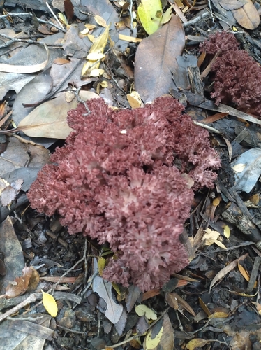 rosso coral