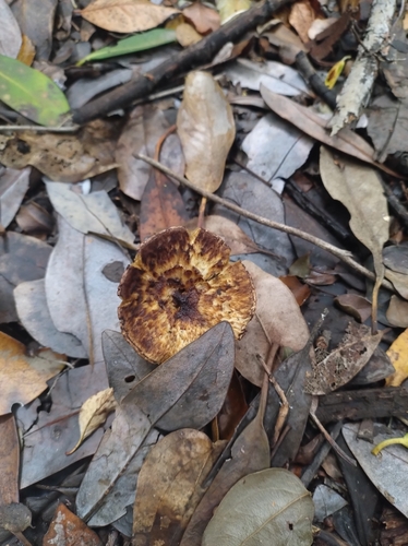 Austropaxillus