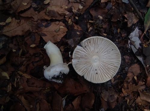 Diem's Amanita
