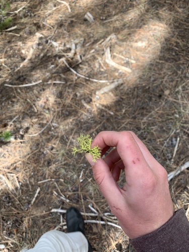 iNaturalist observation photo of wolf lichen