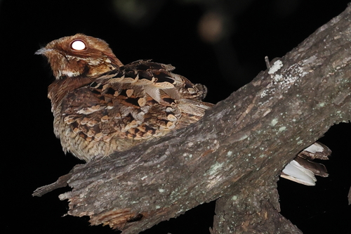 Fiery-necked Nightjar