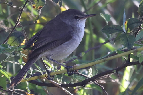 Lesser Swamp Warbler