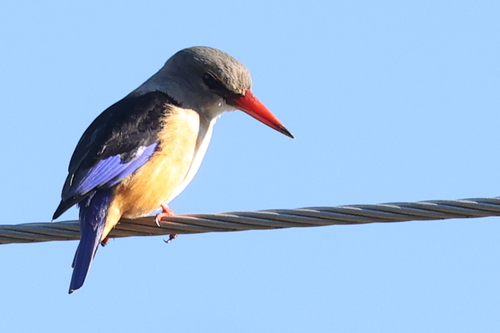 Gray-headed Kingfisher