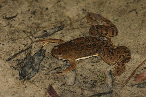 Müller's Clawed Frog