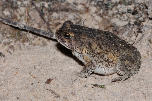 Eastern Flat-backed Toad