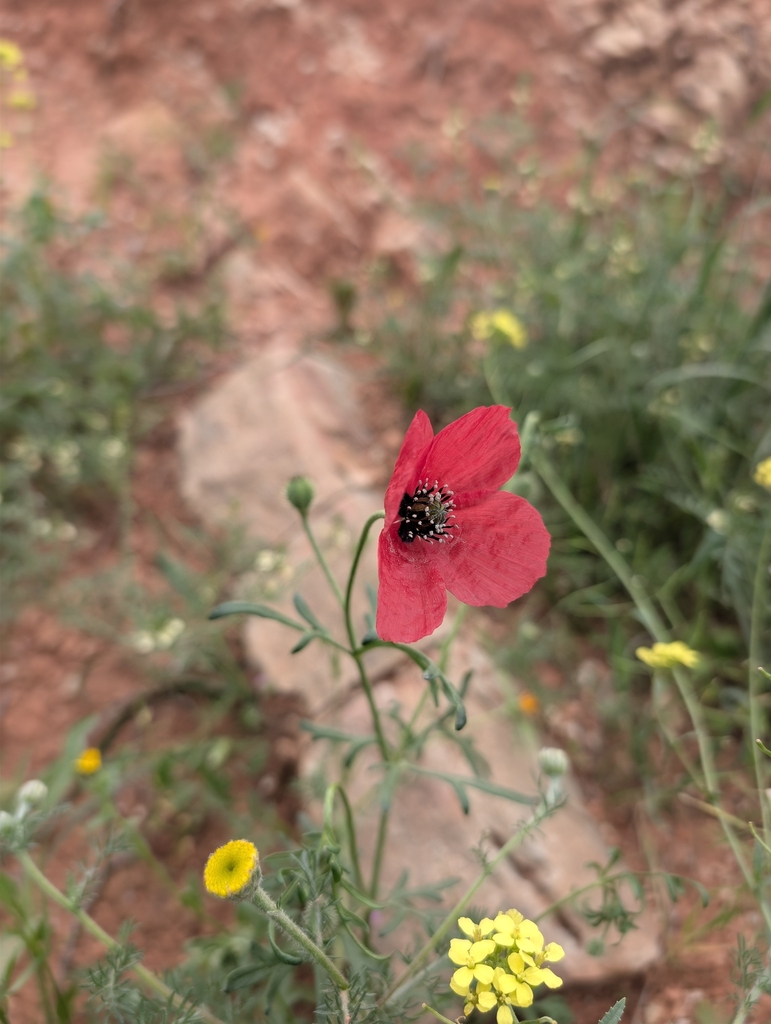 rough poppy from Tamaguert, Marokko on April 5, 2026 at 09:19 AM by ...