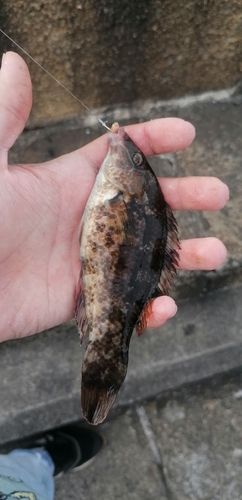 Symphodus bailloni