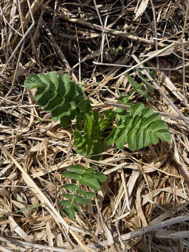 wild parsnip