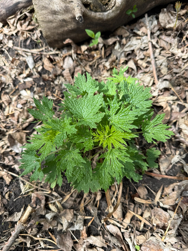 common motherwort