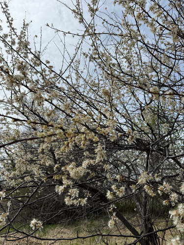 American plum