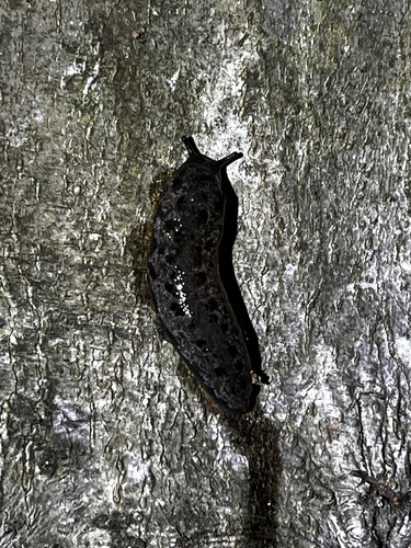 Megapallifera mutabilis