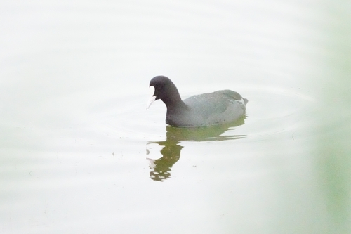 Avistamiento Fulica atra