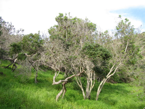 island scrub oak