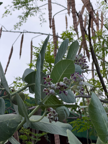 giant milkweed