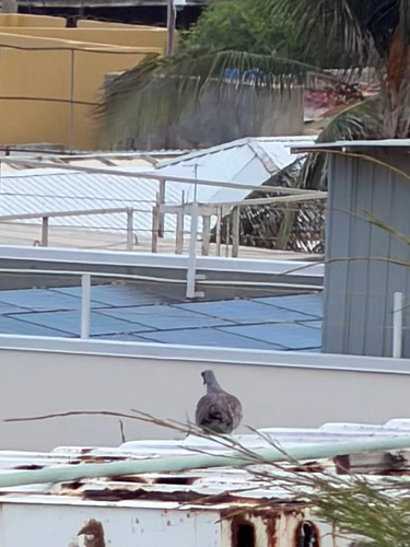 Speckled Pigeon