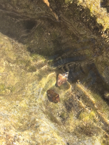 Columbella rustica