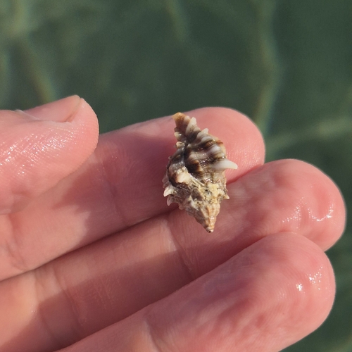 Hexaplex trunculus