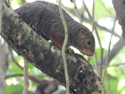 Red-legged Sun Squirrel
