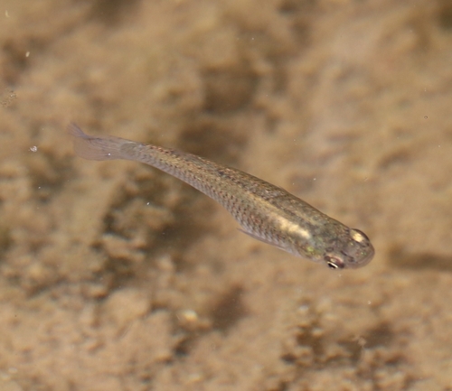 Gambusia affinis